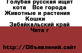 Голубая русская ищит кота - Все города Животные и растения » Кошки   . Забайкальский край,Чита г.